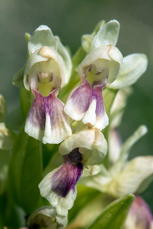 Orchide Sambucina - Dactylorhiza sambucina